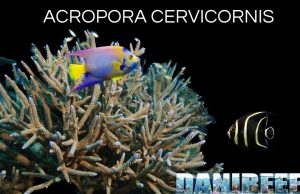 Acropora Cervicornis, il Corallo a Corna di Cervo dei Caraibi Acropora cervicornis