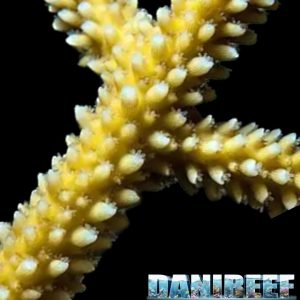 A. cervicornis ha un colore che va dal crema al dorato, con coralliti molto esposti e rami molto separati