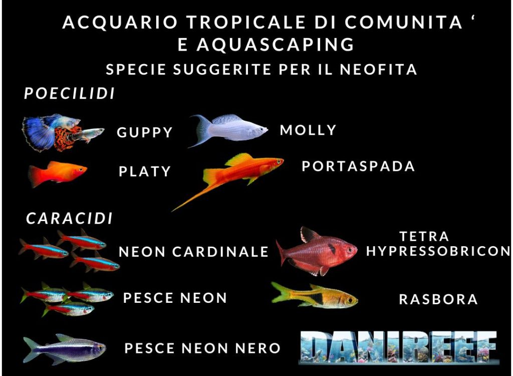 Acquario