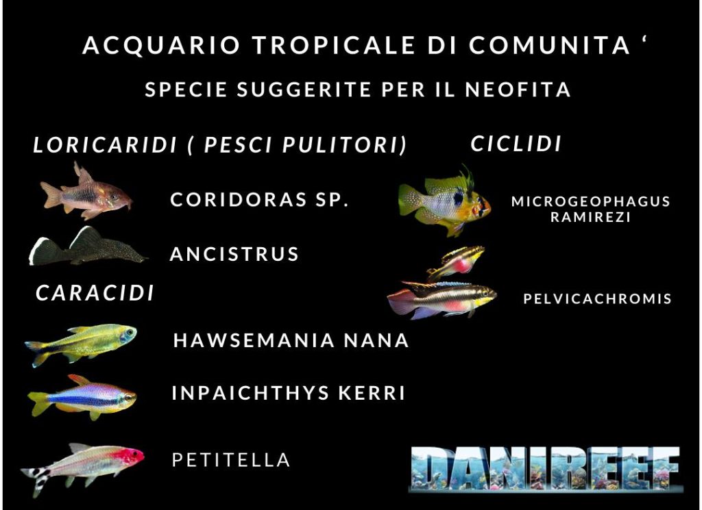 Acquariofilia