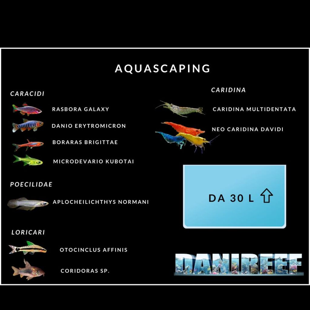 Acquario