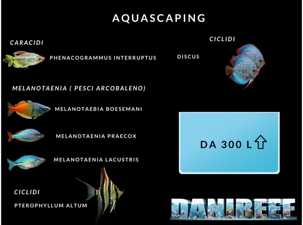 Acquario