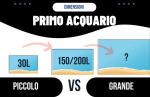 Quando si tratta di acquari, le dimensioni contano acquari
