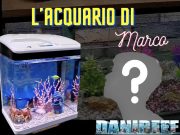 La maturazione dell’acquario come lezione di vita: il viaggio di Marco Acquariofilia