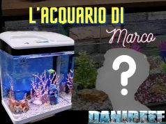 La maturazione dell’acquario come lezione di vita: il viaggio di Marco Acquariofilia