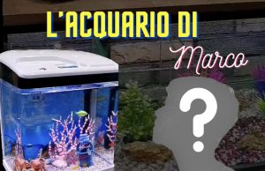 La maturazione dell’acquario come lezione di vita: il viaggio di Marco Acquariofilia