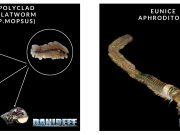 Parassiti nell’acquario marino parte 2: vermi piatti ed Eunice