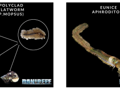 Parassiti nell’acquario marino parte 2: vermi piatti ed Eunice
