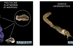 Parassiti nell’acquario marino parte 2: vermi piatti ed Eunice