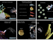 Parassiti nell’Acquario Marino: Guida Completa parte 1 con schede