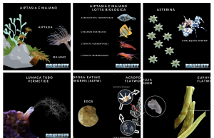Parassiti nell’Acquario Marino: Guida Completa parte 1 con schede