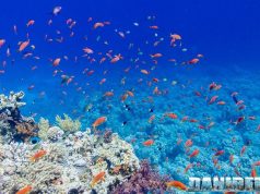 Barriere coralline :Il Ruolo Cruciale dei Coralli nel Clima Globale