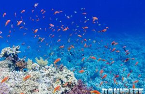 Barriere coralline :Il Ruolo Cruciale dei Coralli nel Clima Globale