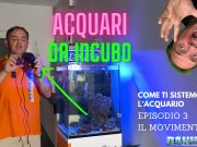 Acquari da incubo – episodio 3 – l’importanza del movimento
