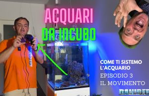 Acquari da incubo – episodio 3 – l’importanza del movimento