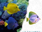 Dagli Zebrasoma flavescens e xanthurum nasce l’ibrido yurple tang Zebrasoma flavescens