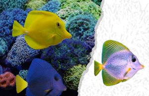 Dagli Zebrasoma flavescens e xanthurum nasce l’ibrido yurple tang Zebrasoma flavescens