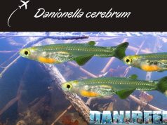 Danionella cerebrum: piccolo pesce che fa rumore come un aereo Danionella cerebrum