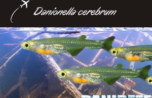 Danionella cerebrum: piccolo pesce che fa rumore come un aereo Danionella cerebrum
