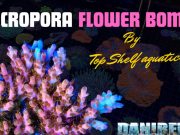 Flower Bomb da Top Shelf Aquatics Un nuovo corallo Flower bomb