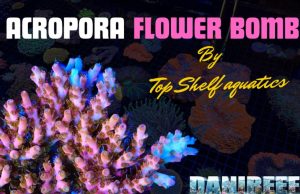 Flower Bomb da Top Shelf Aquatics Un nuovo corallo Flower bomb
