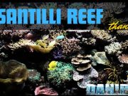 Alberto Santilli reef: Un Tributo a 9 Anni dalla Scomparsa Alberto santilli