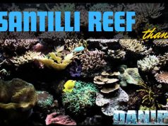 Alberto Santilli reef: Un Tributo a 9 Anni dalla Scomparsa Alberto santilli