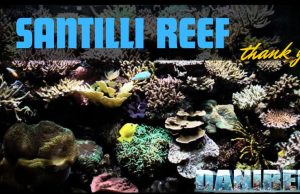 Alberto Santilli reef: Un Tributo a 9 Anni dalla Scomparsa Alberto santilli
