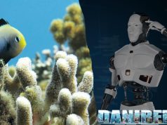 Intelligenza artificiale applicata alle Barriere Coralline