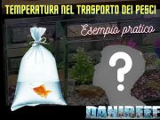 Acquariofili, l’importanza di proteggere i pesci durante il trasporto