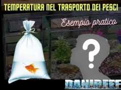 Acquariofili, l’importanza di proteggere i pesci durante il trasporto