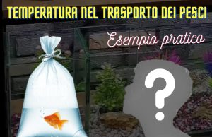 Acquariofili, l’importanza di proteggere i pesci durante il trasporto