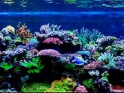 L’acquario di Bill Bramucci è la vasca del mese su Reef2reef.com acquario