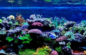 L’acquario di Bill Bramucci è la vasca del mese su Reef2reef.com acquario