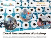 Vuoi fare un’esperienza di coral restoration gratuita in florida?