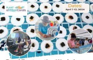 Vuoi fare un’esperienza di coral restoration gratuita in florida?