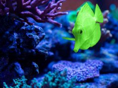 Nuovo Zebrasoma cianus, 15.000 dollari per questo gioiellino