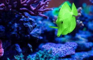 Nuovo Zebrasoma cianus, 15.000 dollari per questo gioiellino