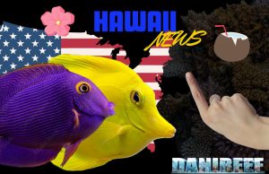 Novità per i Pesci Hawaiani: Una Battaglia per la Sostenibilità Pesci hawaiiani