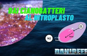 Il Nitroplasto: Il Ruolo dei Ciano Batteri nella Fissazione dell’Azoto Dai cianobatteri al nitroplasto