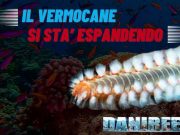 Espansione del Vermocane nel Mediterraneo: Rischi e Difese Il vermocane nel mediterraneo