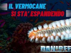 Espansione del Vermocane nel Mediterraneo: Rischi e Difese Il vermocane nel mediterraneo