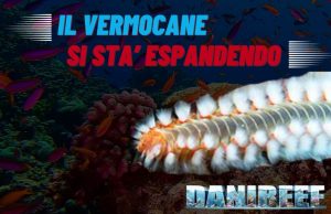 Espansione del Vermocane nel Mediterraneo: Rischi e Difese Il vermocane nel mediterraneo