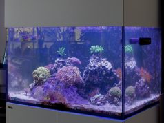 Addio riflessi e salti: ecco la soluzione definitiva per il tuo acquario