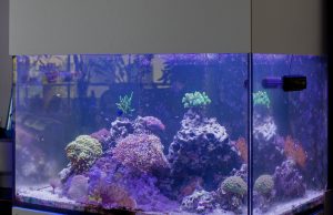 Addio riflessi e salti: ecco la soluzione definitiva per il tuo acquario