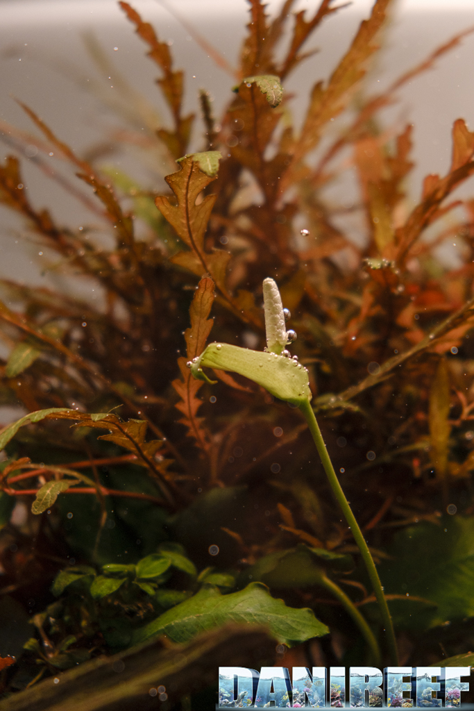 Anubias Tropica Interzoo 2024