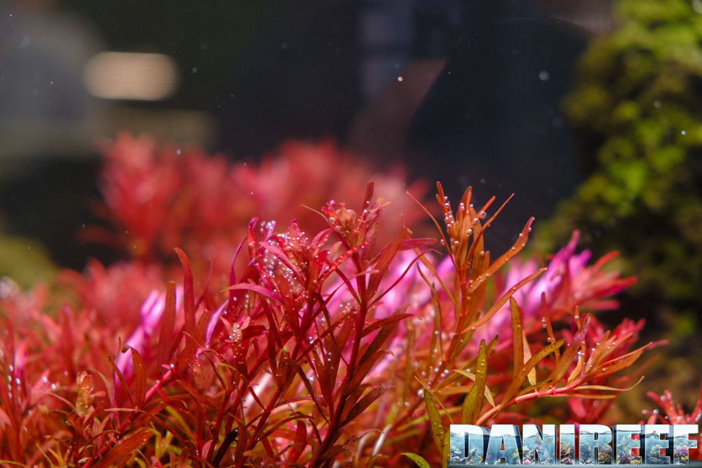 Rotala vietnam TROPICA Interzoo 2024