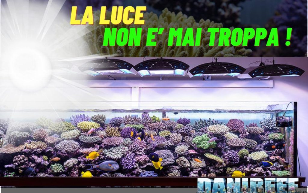 illuminazione acquario marino coralli luce crescita equilibrio nutrienti