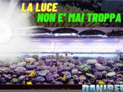 Dare troppa luce ai coralli fa male? Luce negli acquari