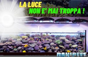 Dare troppa luce ai coralli fa male? Luce negli acquari